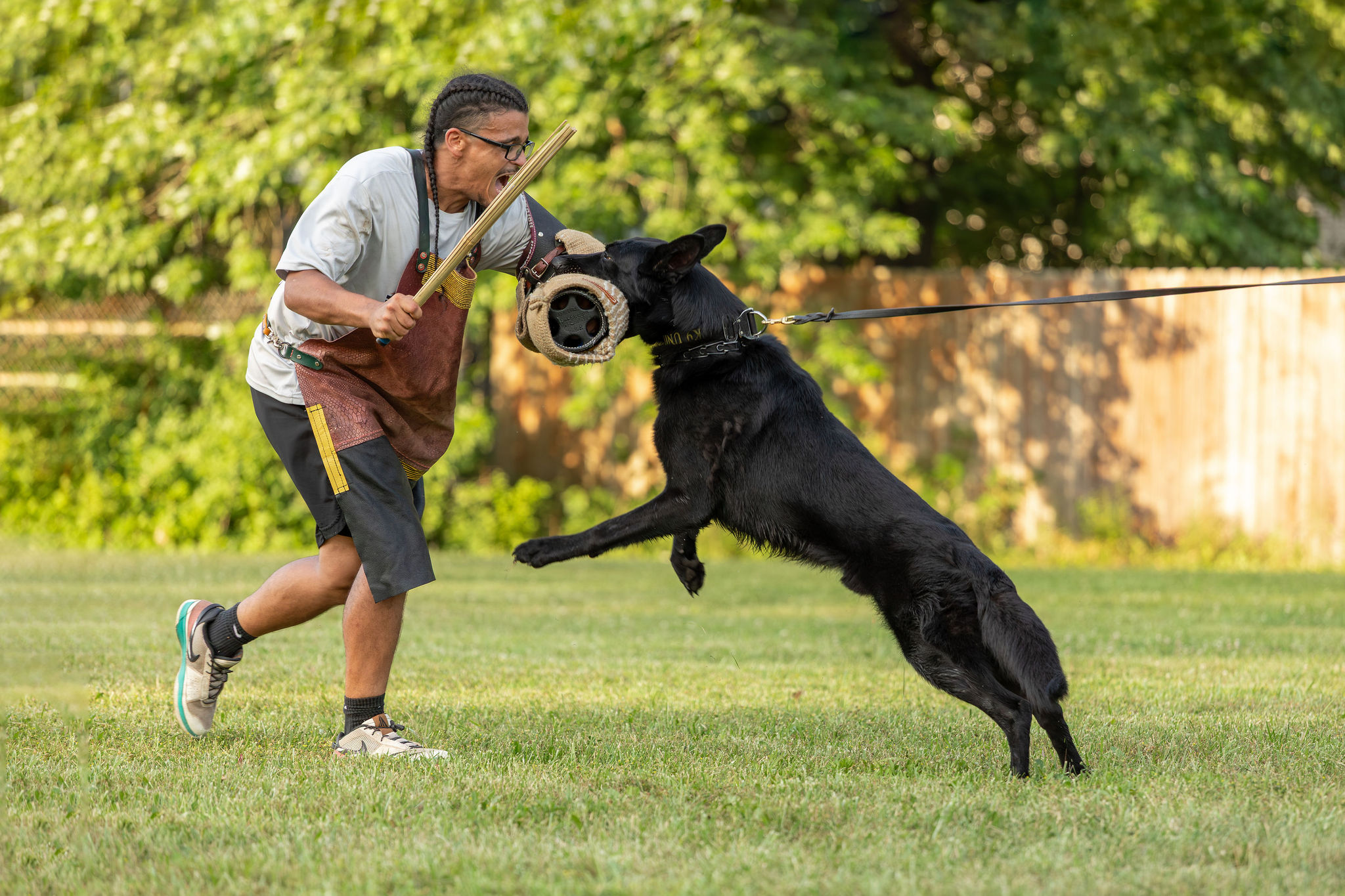 German Shepherd engaging a helper’s sleeve during protection training