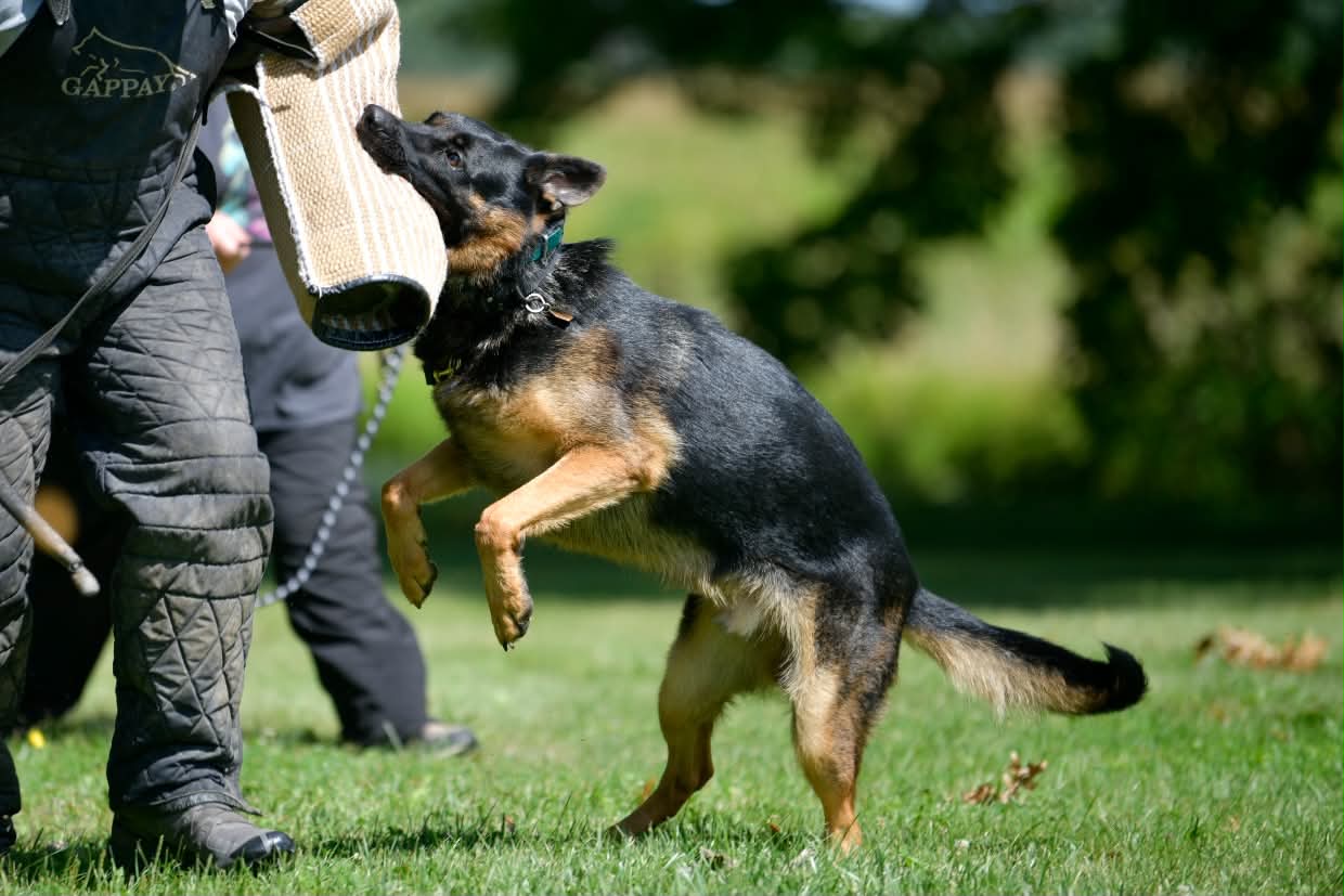 Judge engaging the helper’s sleeve