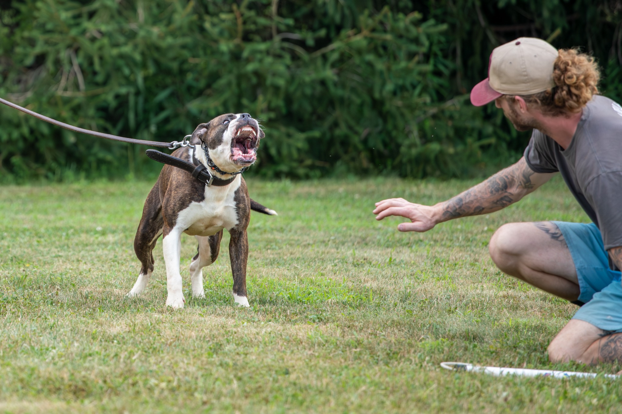 Brindle dog focused on a helper during training