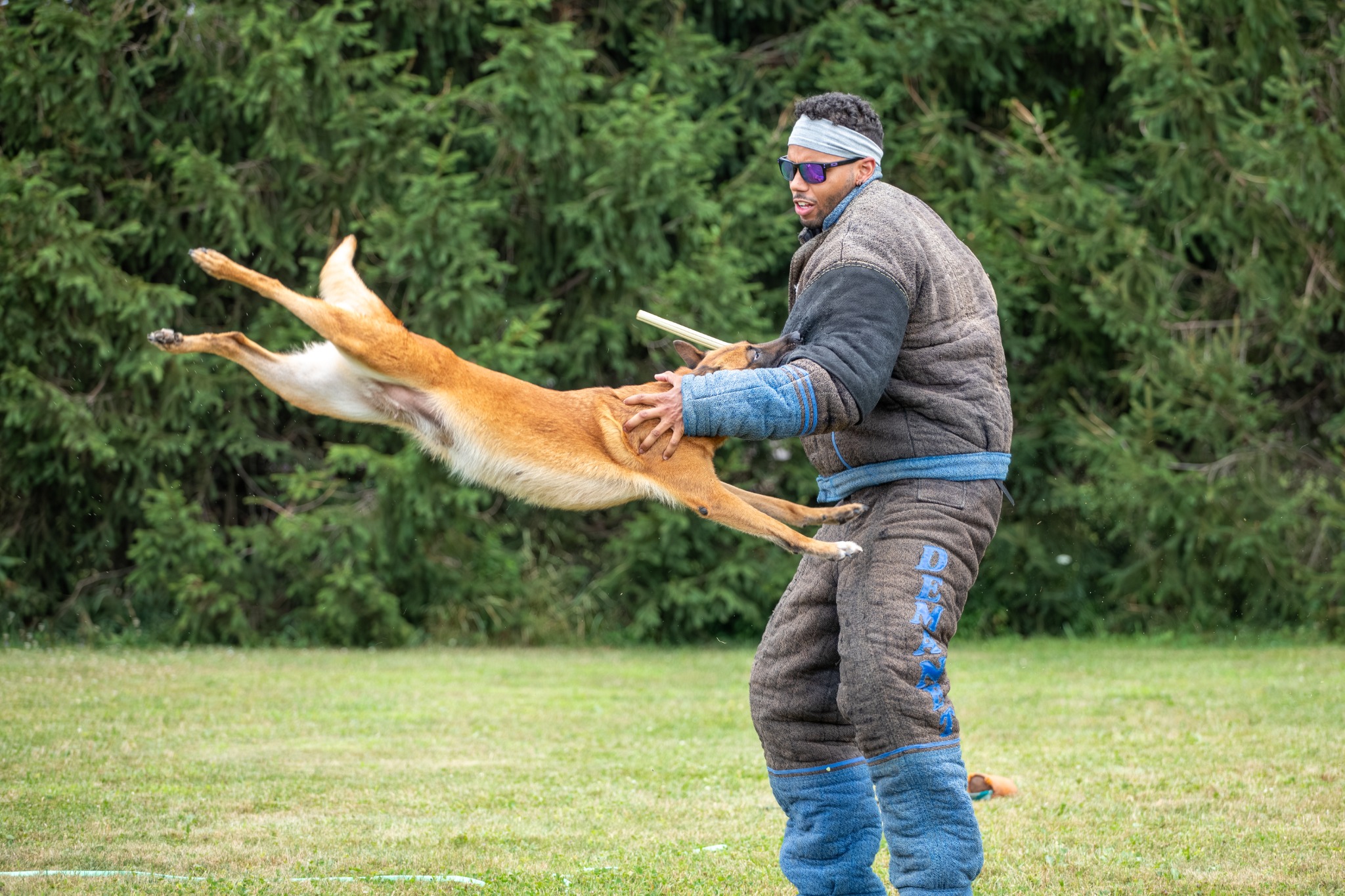 Working dog airborne during protection training