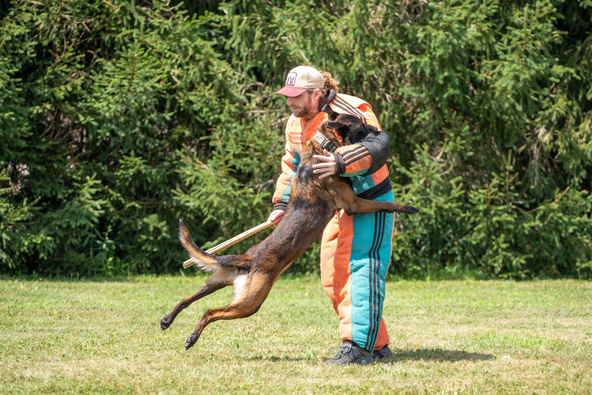 Working dog and helper during a protection exercise
