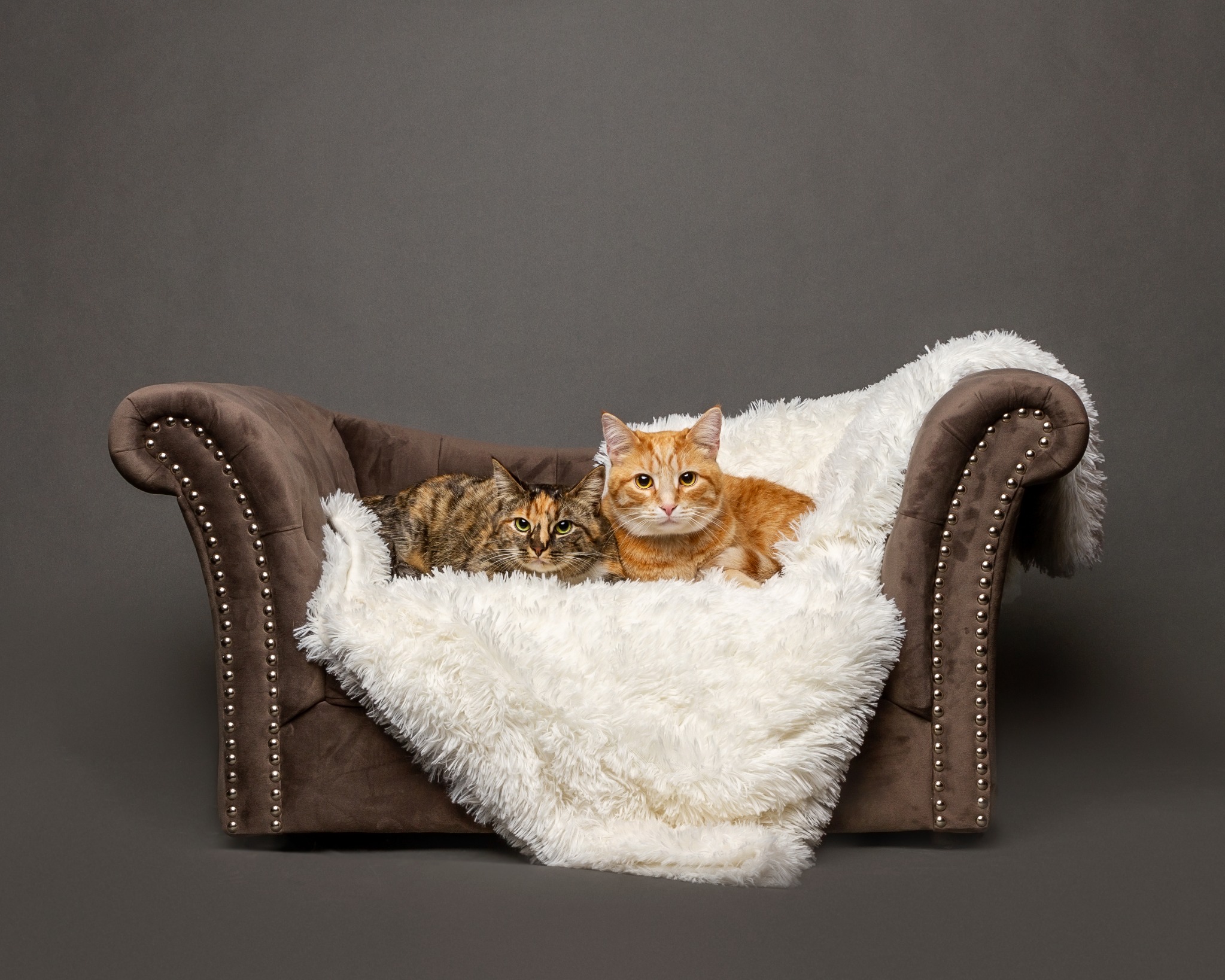Cats relaxing together at home