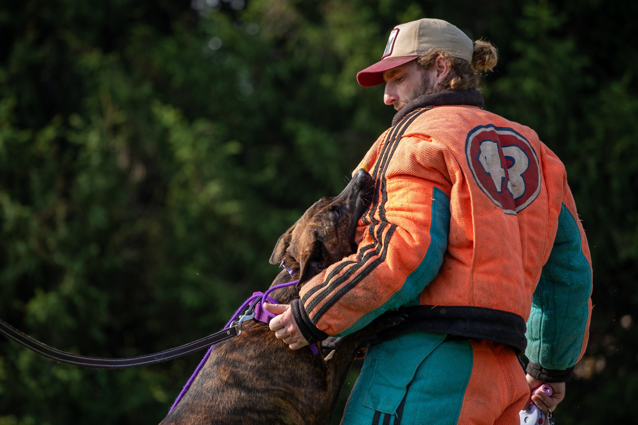 Brindle working dog and helper during protection training
